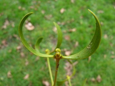 Feuilles opposées. Agrandir dans une nouvelle fenêtre (ou onglet)